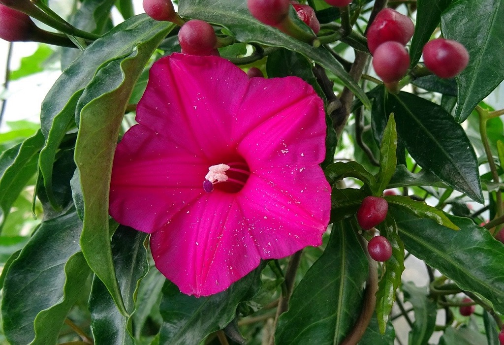 bright pink cardinal creeper vie