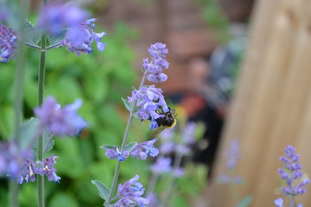 Bee on the light purple flowers from catmint