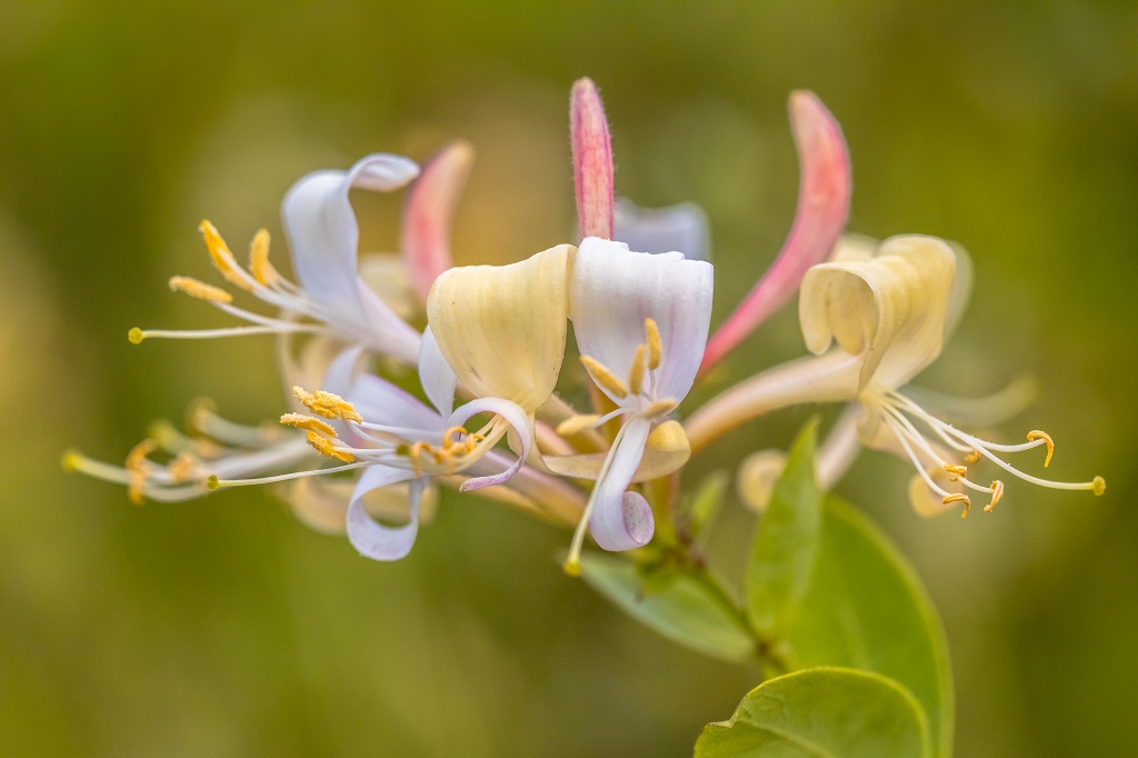 white and yellow tube shaped flowers of the honeysuckle