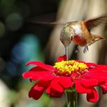 Zinnias are one of the hummingbird's favorite flowers