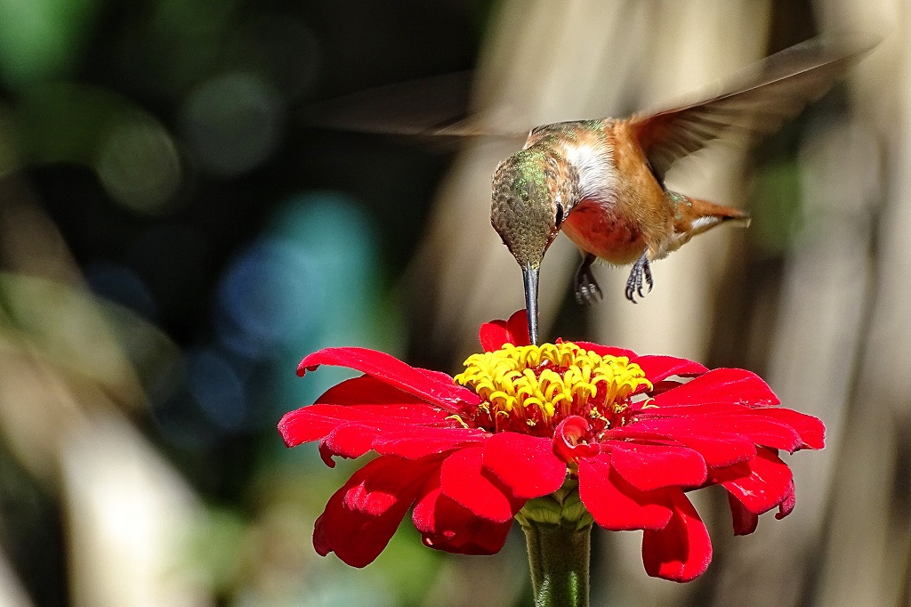 Zinnia are well-known flowers for attracting hummingbirds