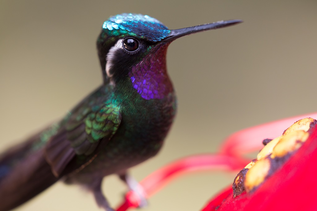 Brilliant shimmering green purple and turquoise hummingbird perched on a red feeder flower