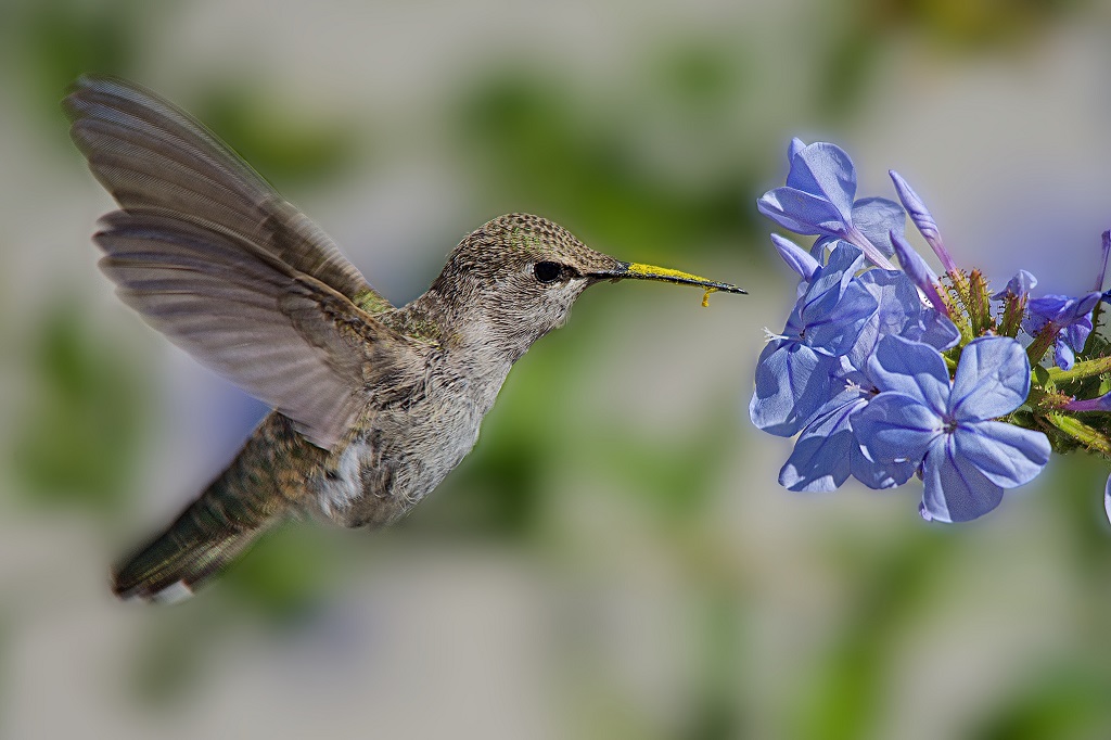 hummingbird next to blue flowers