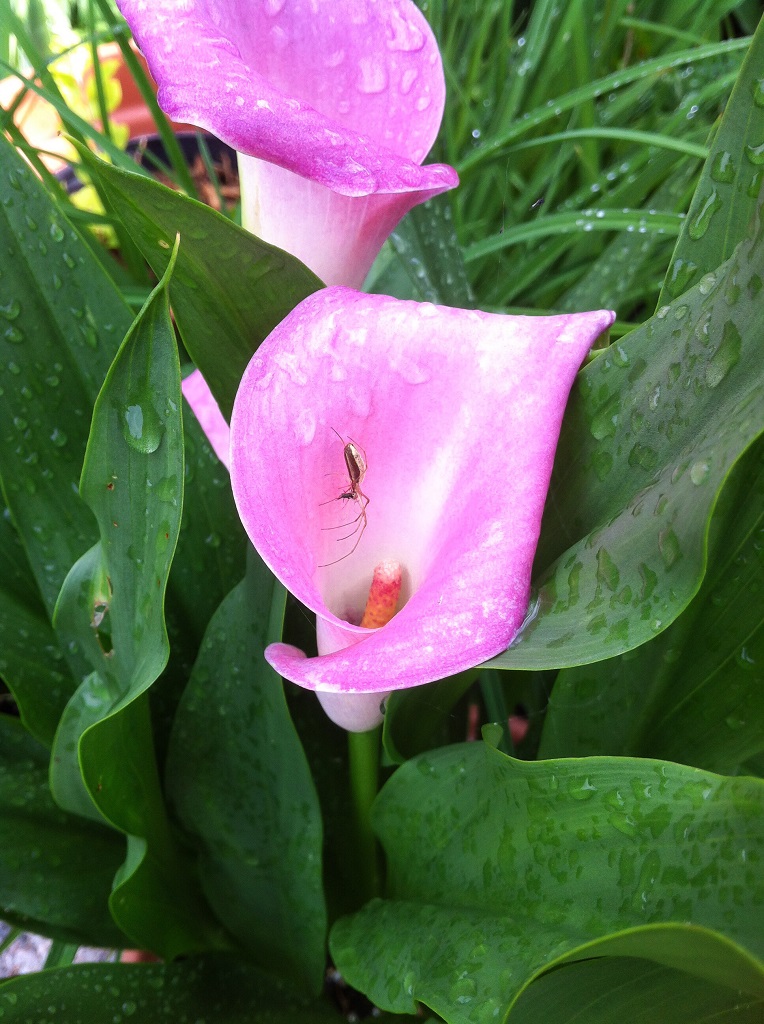 pink canna lily