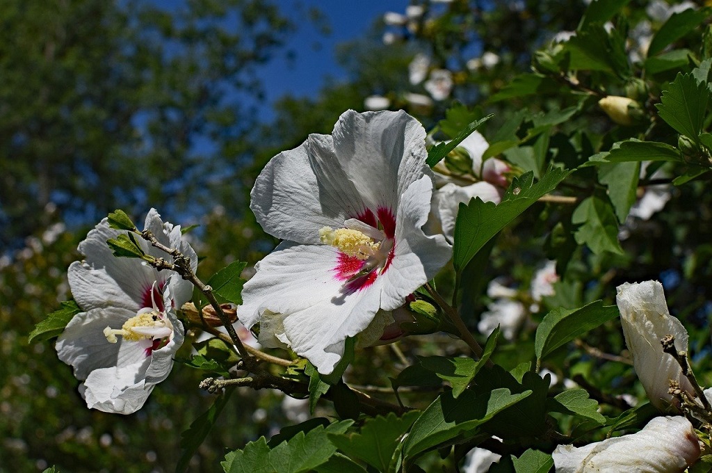 white Rose of Sharon with pink center