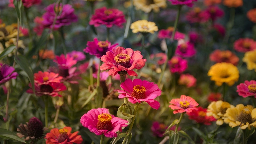 large group of red, orange, pink and yellow zinnias blooming.in the garden