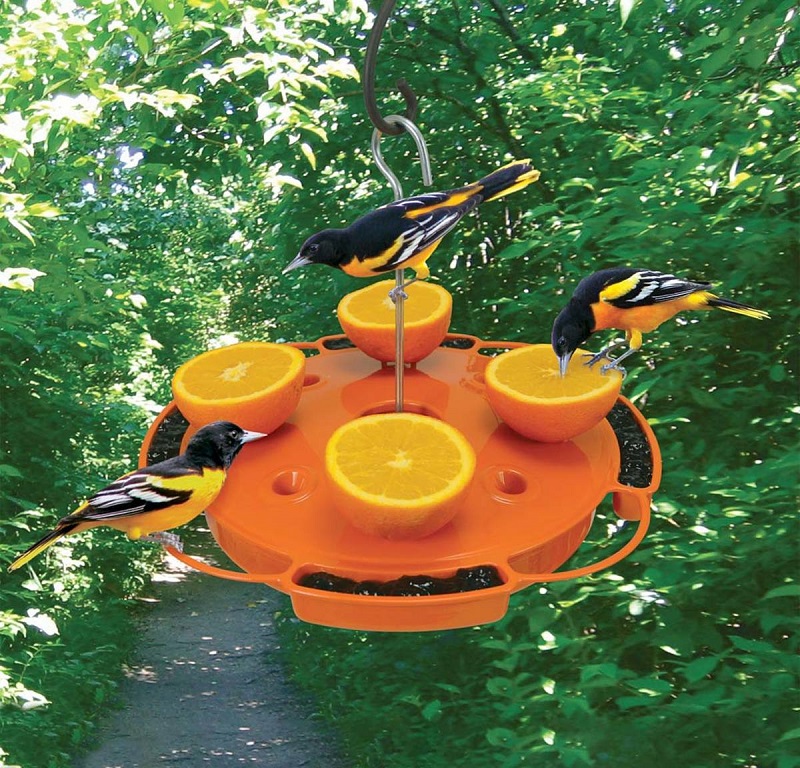 Ultimate Oriole Fruit Jelly and Nectar Bird Feeder by Plow & Hearth