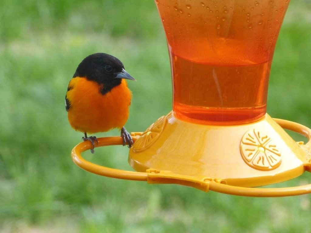 closeup of an oriole perched on a nectar bird feeder