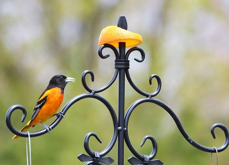 oriole bird perched on a wrought iron fence with a half an orange on top