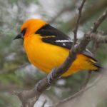 a beautiful bright orange and black oriole