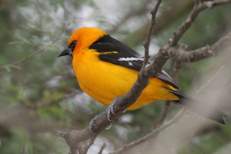 a beautiful bright orange and black oriole