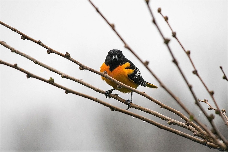 an oriole on spring branches getting ready to bud