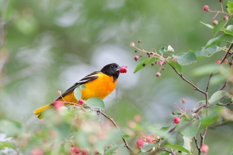 oriole eating red berries