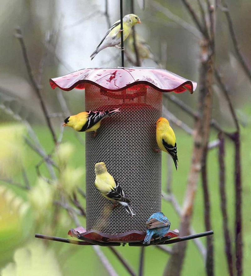 Acrylic and Stainless Steel Hanging Nyjer Bird Feeder