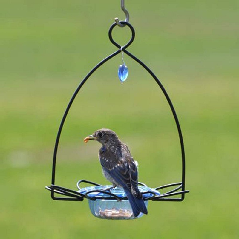 open frame black blue glass mealworm feeder with bluebird eating from it
