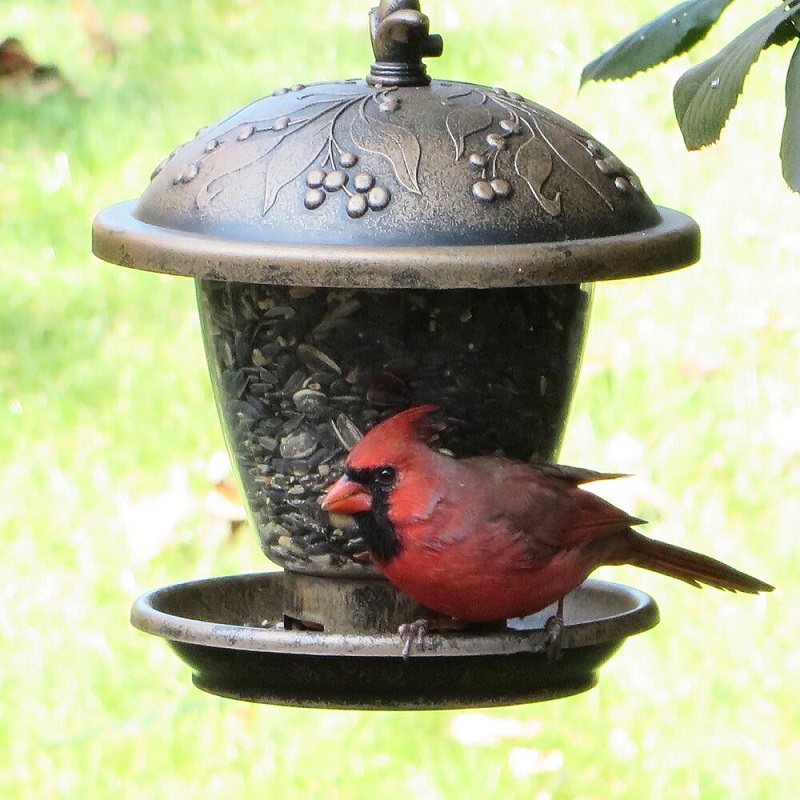 acorn decorative feeder with cardinal feeding from it