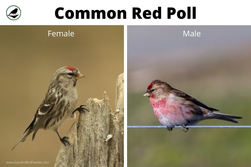 Comparison of the male and female red poll