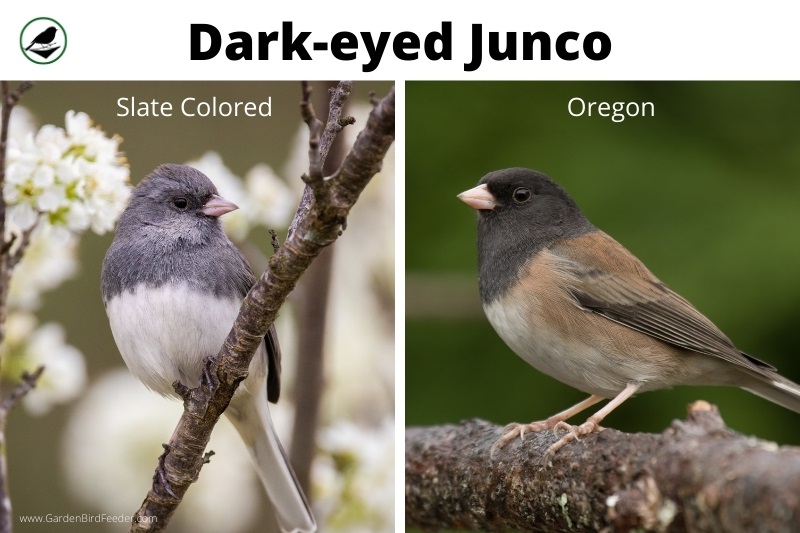 Comparison of the two black eyed juncos