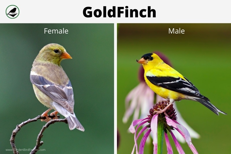 Comparison of the male and female gold finch