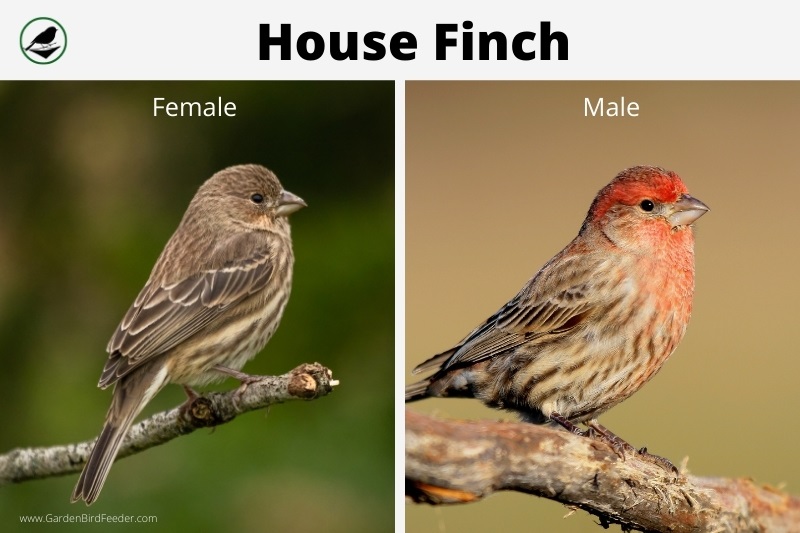 Comparison of the male and female house finch