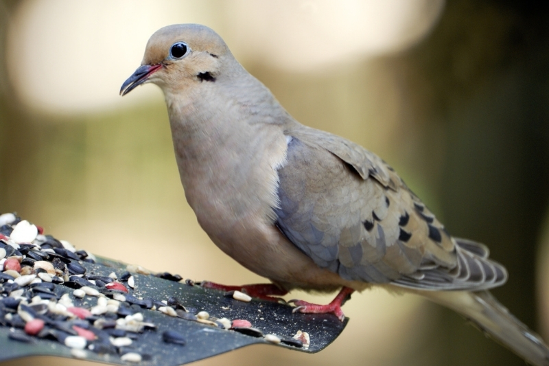 A mourning dove perched on the side of a tray feeder eating seed