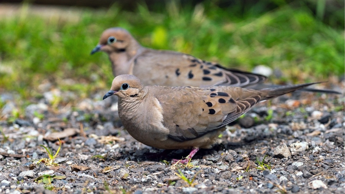 two mourning doves foraging on the ground