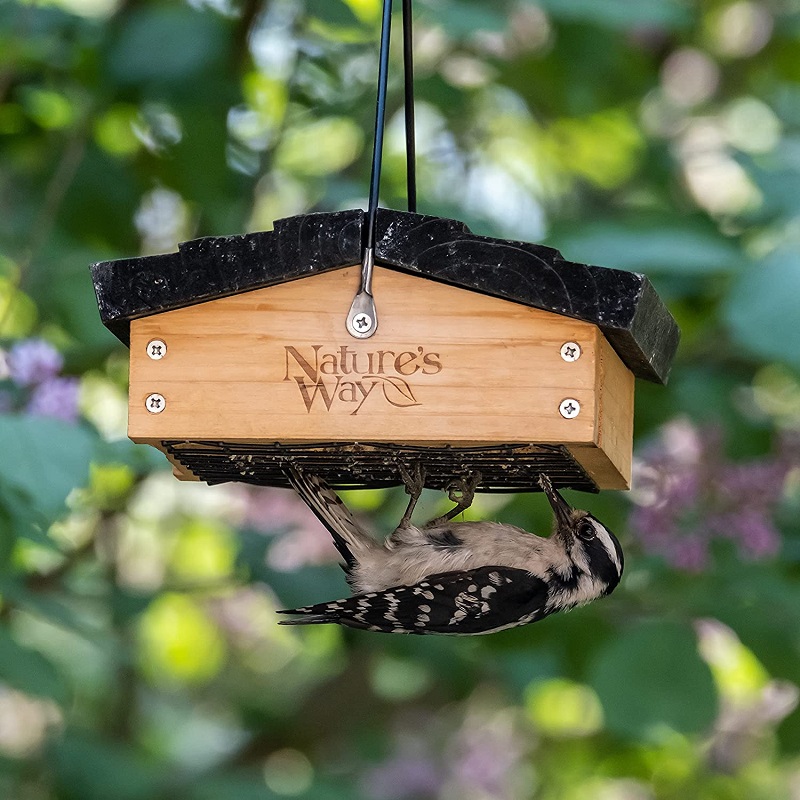 Woodpecker eating from Wooden Cedar Feeder