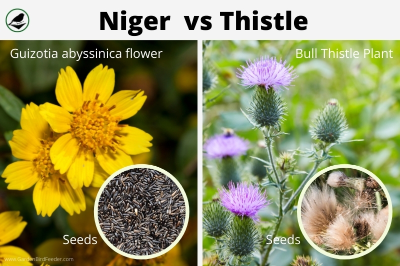 Niger vs thistle plants flowers and seeds - side by side comparison