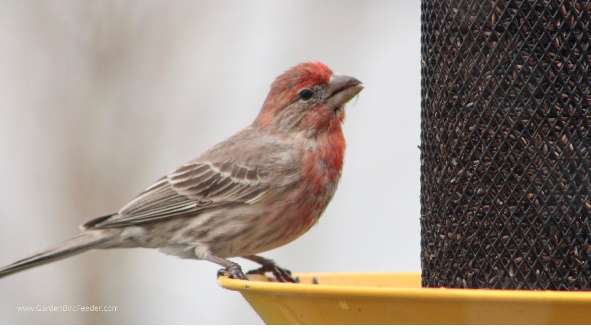 finch perched on the side of a bird feeder filler with nyjer bird seed