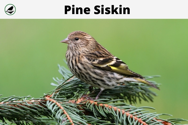 closeup of the pine siskin