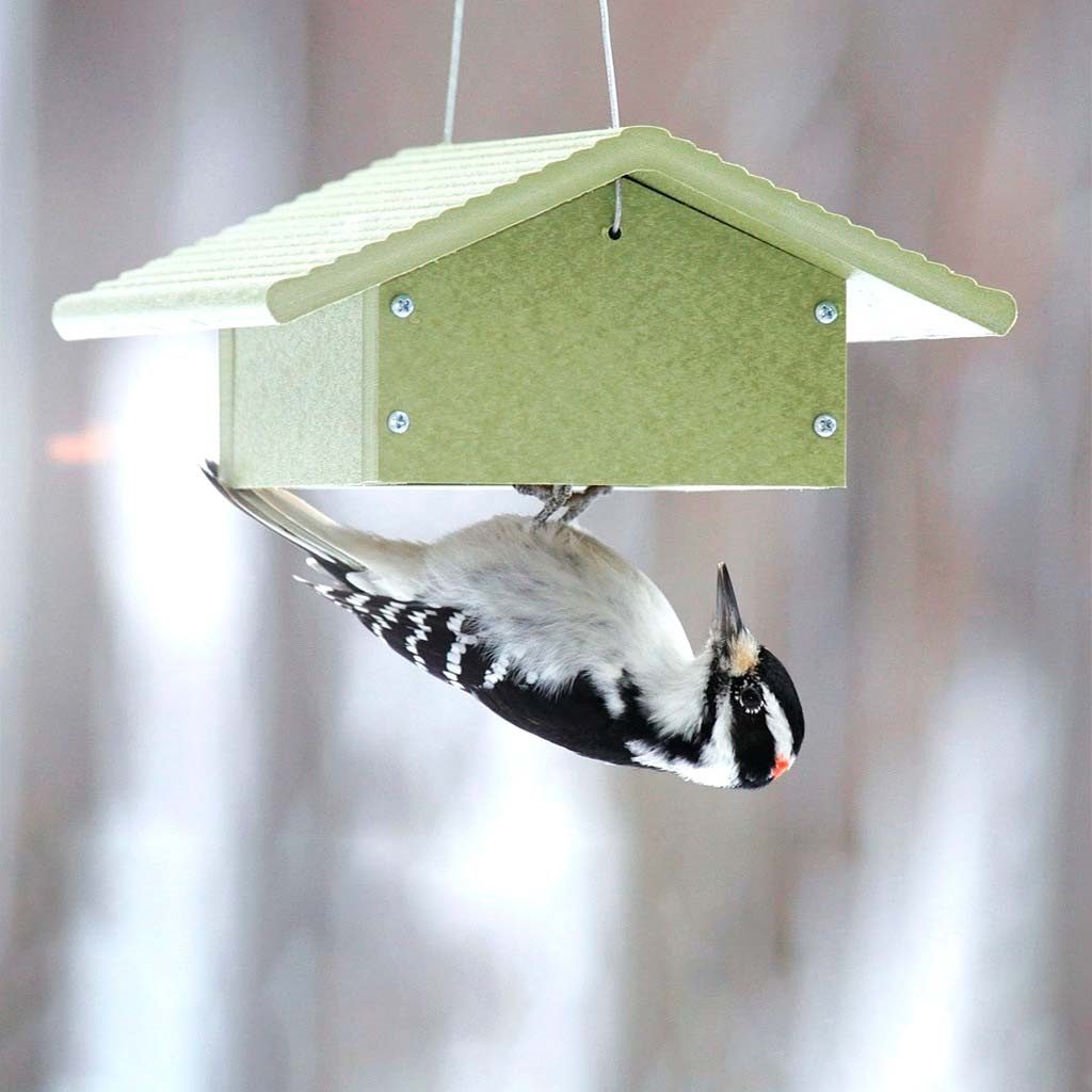 Light green suet feeder with woodpecker eating from the bottom