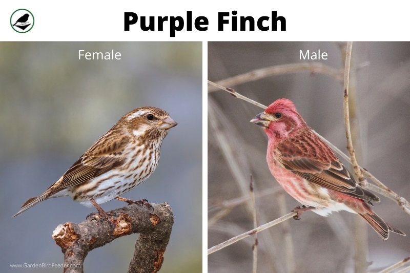 Comparison of the male and female purple finch