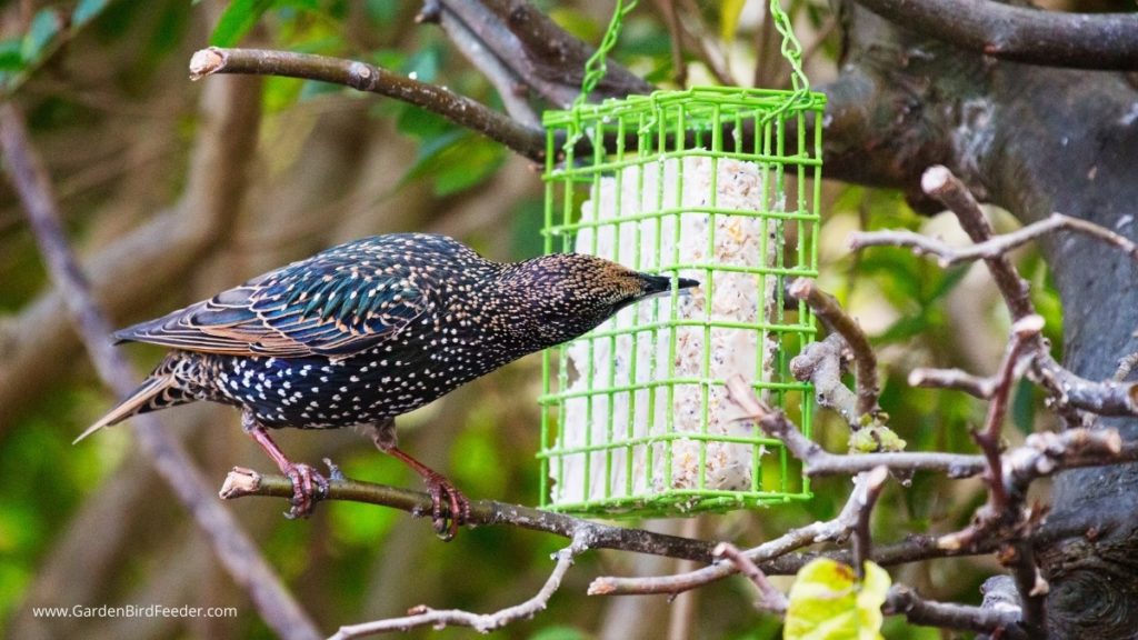 Starling poking his beak into bright green suet feeder