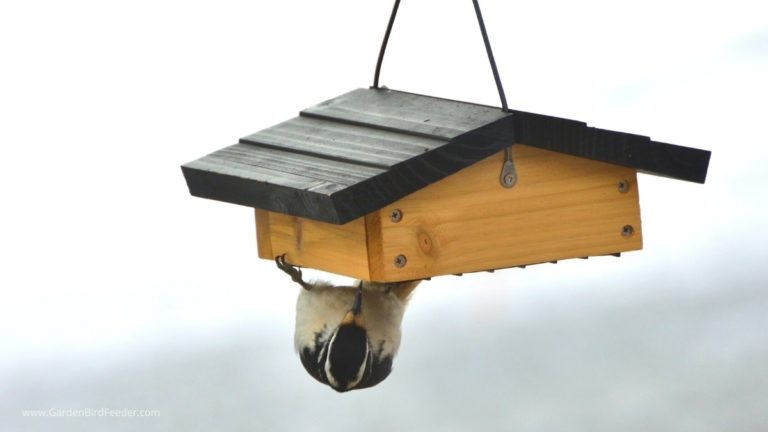 Woodpecker eating from the bottom of a starling proof suet feeder