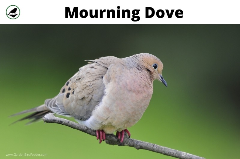 mourning dove perched on a branch