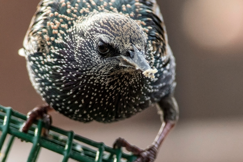 Closeup of Black Spotted Starling eating suet