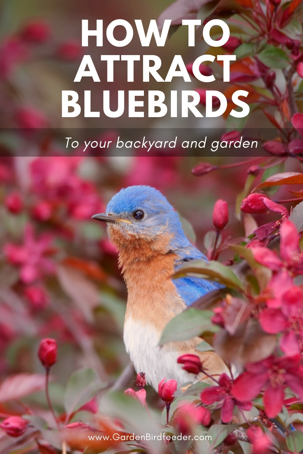How to attract bluebirds pinterest Pin