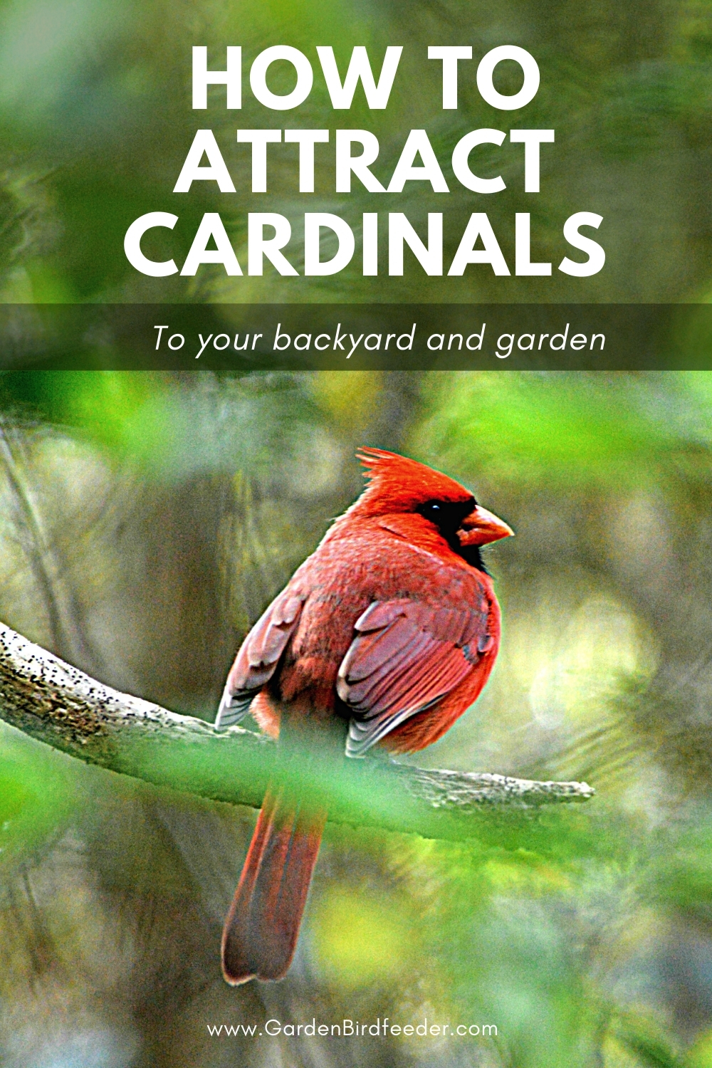 How to attract Cardinals pinterest Pin