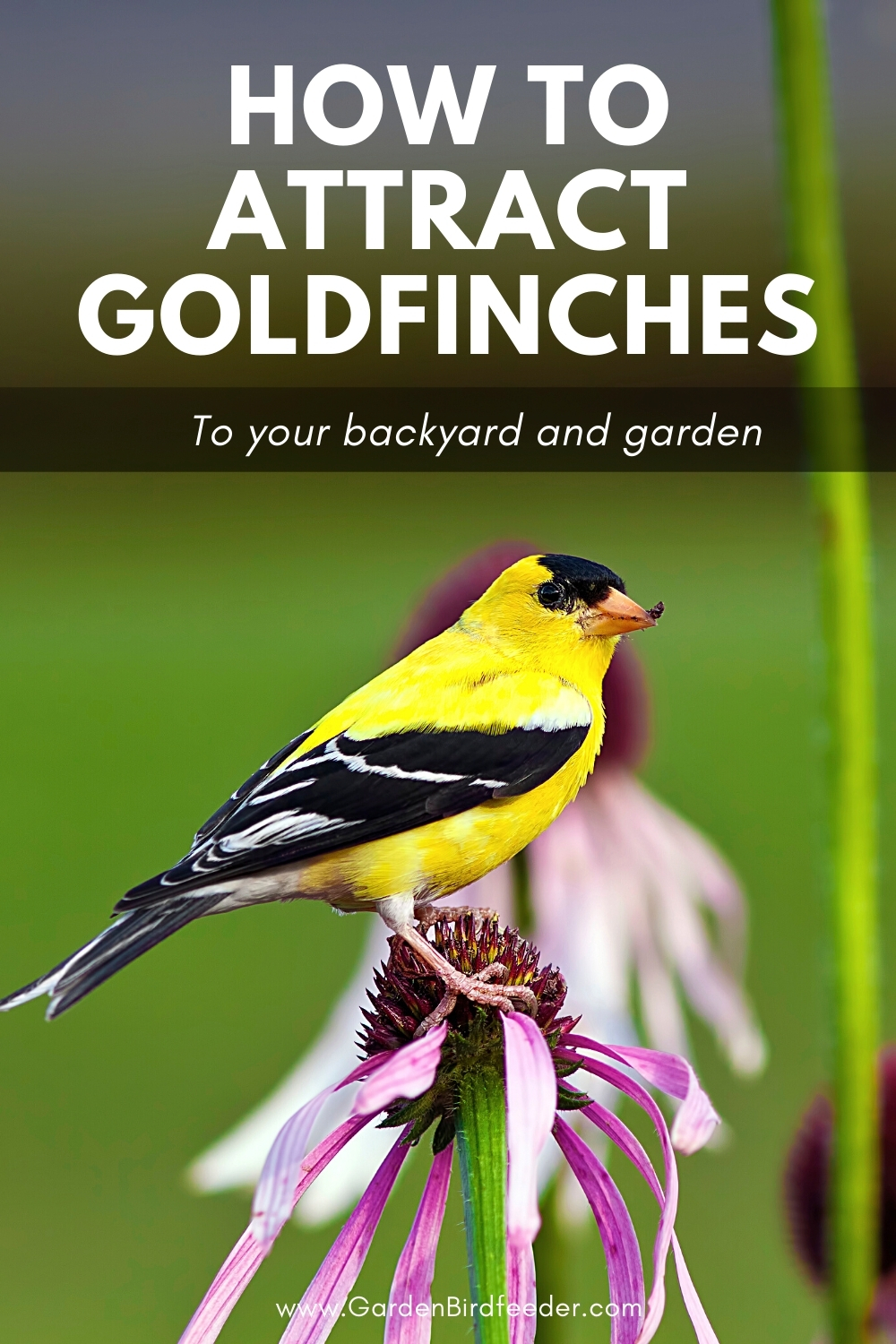 How to attract Goldfinches pinterest Pin