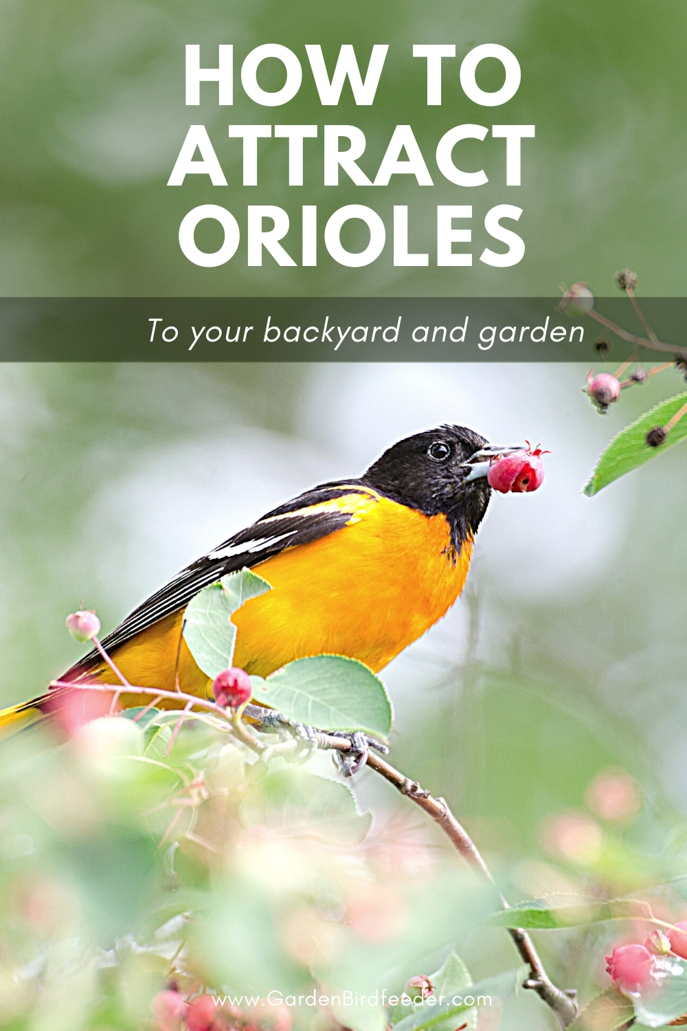 How to attract Orioles pinterest Pin
