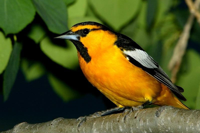 Bullocks Oriole on tree branch