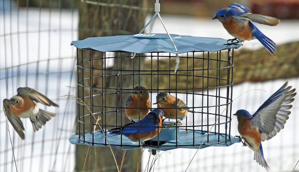 Caged Blue Bird Mealworm Feeder
