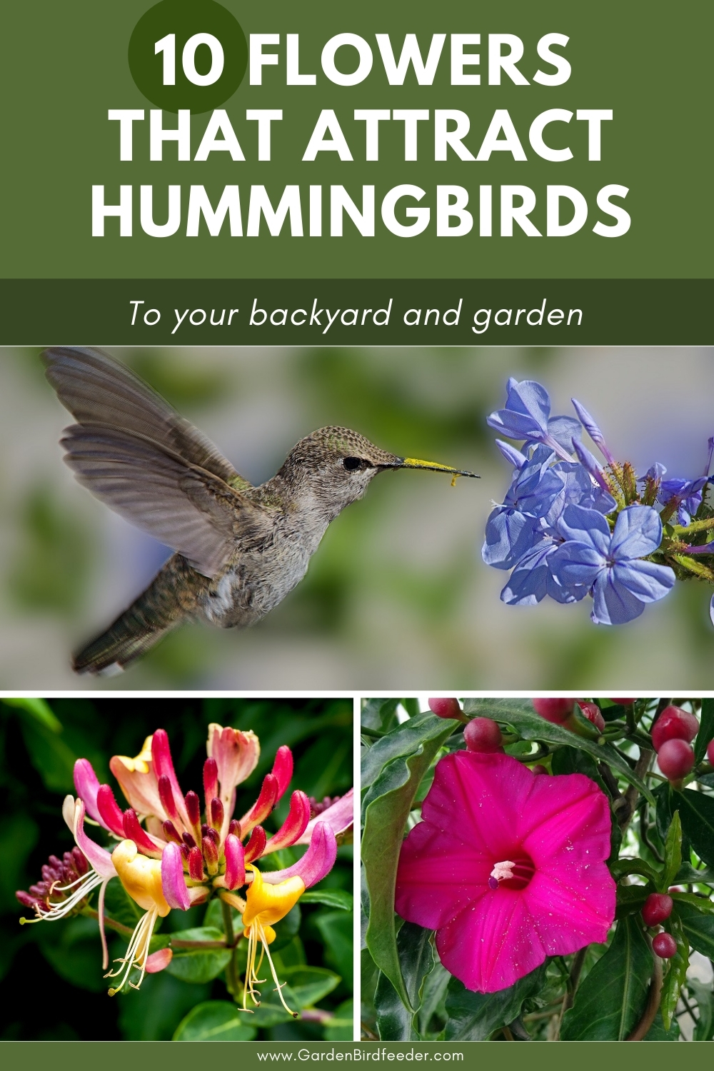 Favorite Flowers for Hummingbirds Pinterest Pin