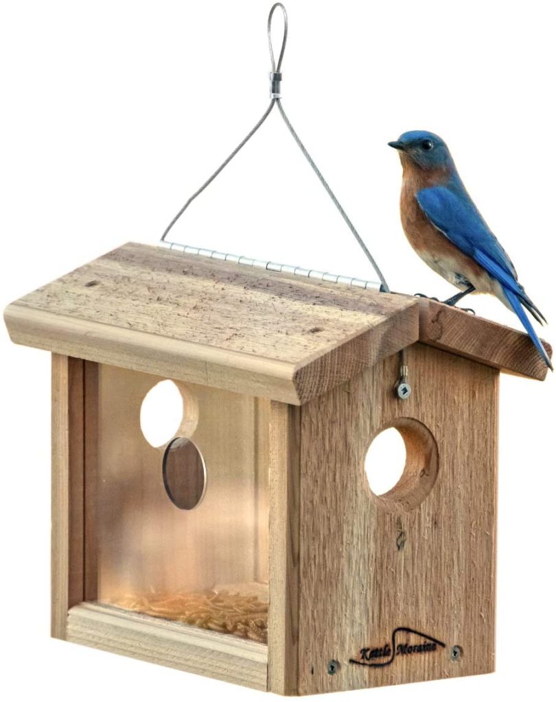 Cedar Mealworm Feeder