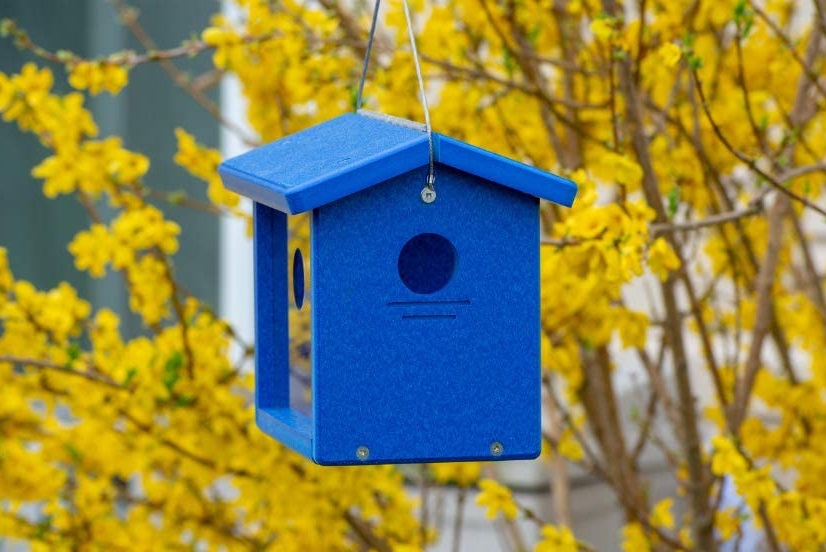 bright blue bluebird feeder against yellow floral background