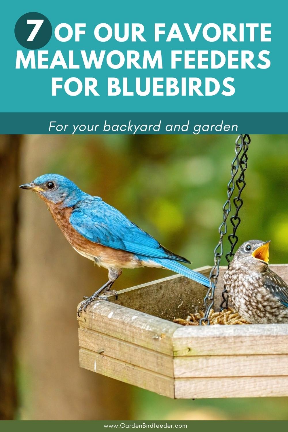 Mealworm Feeders for Bluebirds - Pinterest Pin