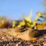 mourning dove eating seeds off of the ground