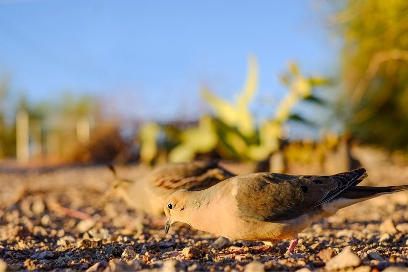 mourning dove eating seeds off of the ground