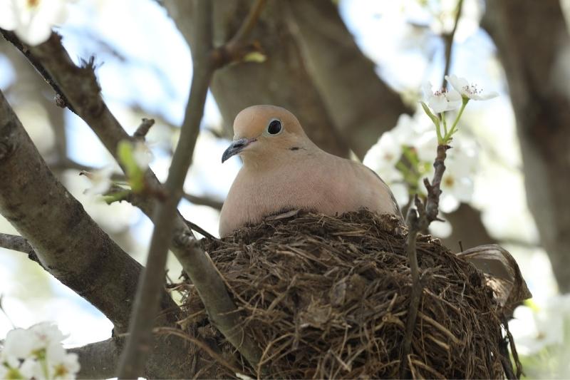 mouning dove sitting on nest