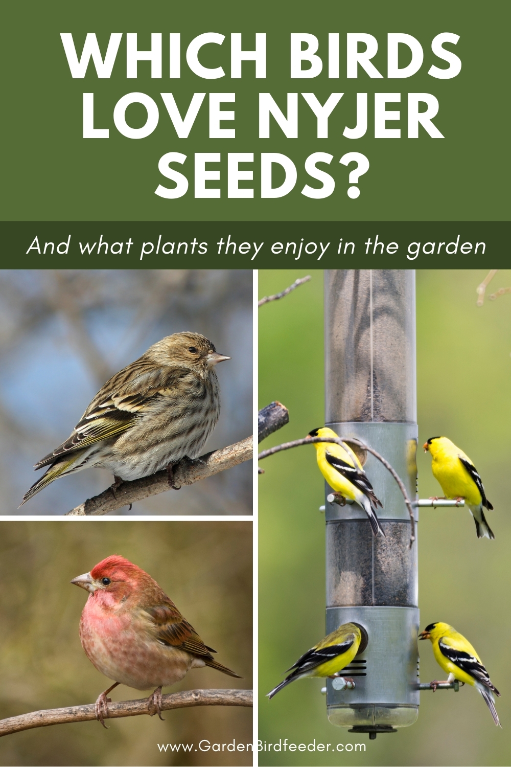 Which Birds Love Nyjer Seeds Pinterest Pin